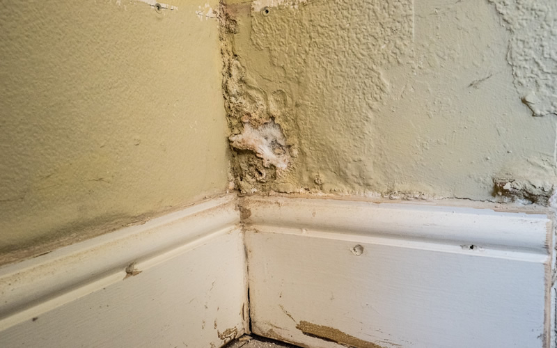 Damage to internal wall caused by rising damp.