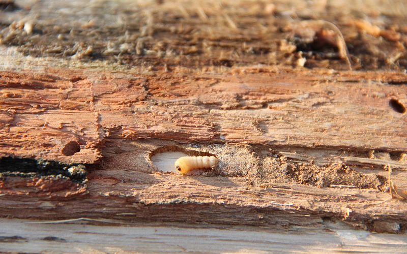 Woodworm is a general term used to describe several species of wood boring beetle.
